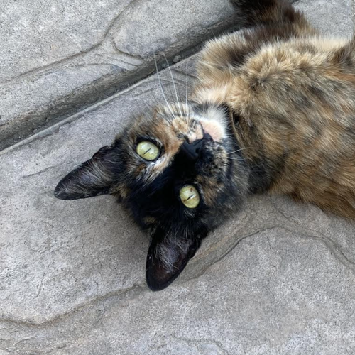 picture of the cat needing adoption