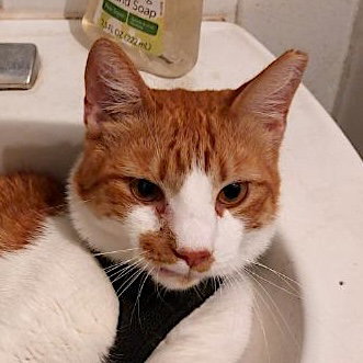 picture of the cat needing adoption