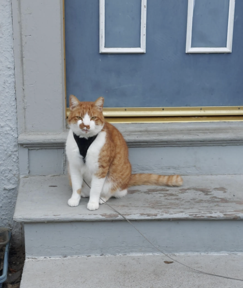 Sleeper (Courtesy Post), Adult Domestic Short Hair / Mixed (short coat), cat for adoption in Oakley, California