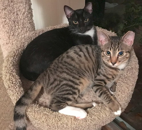 picture of the cat needing adoption