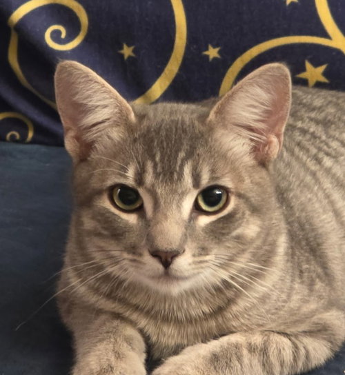 picture of the cat needing adoption