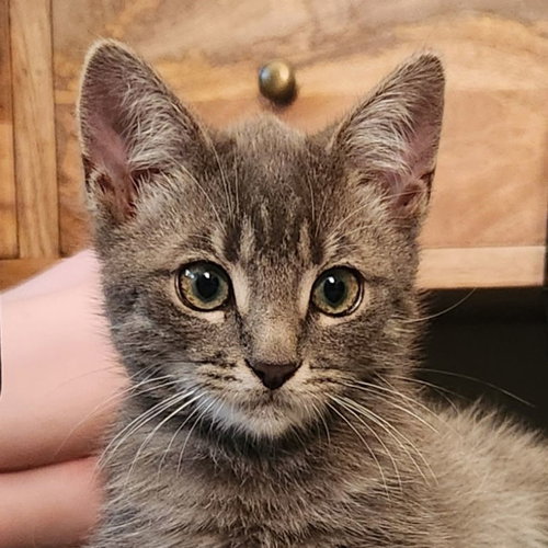 picture of the cat needing adoption