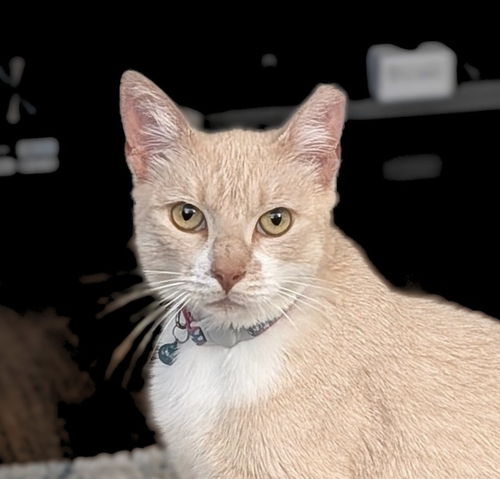 picture of the cat needing adoption