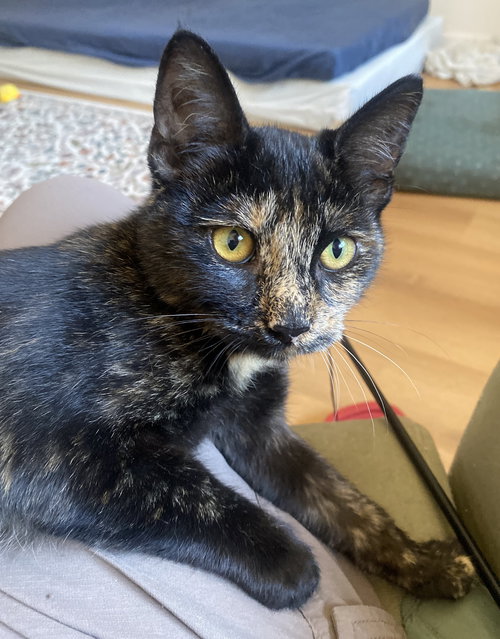 picture of the cat needing adoption