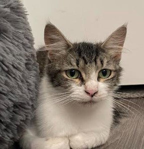 picture of the cat needing adoption