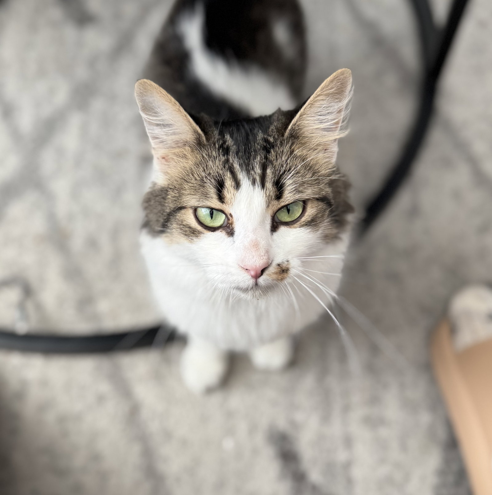 Ota (bonded w/ Rani)