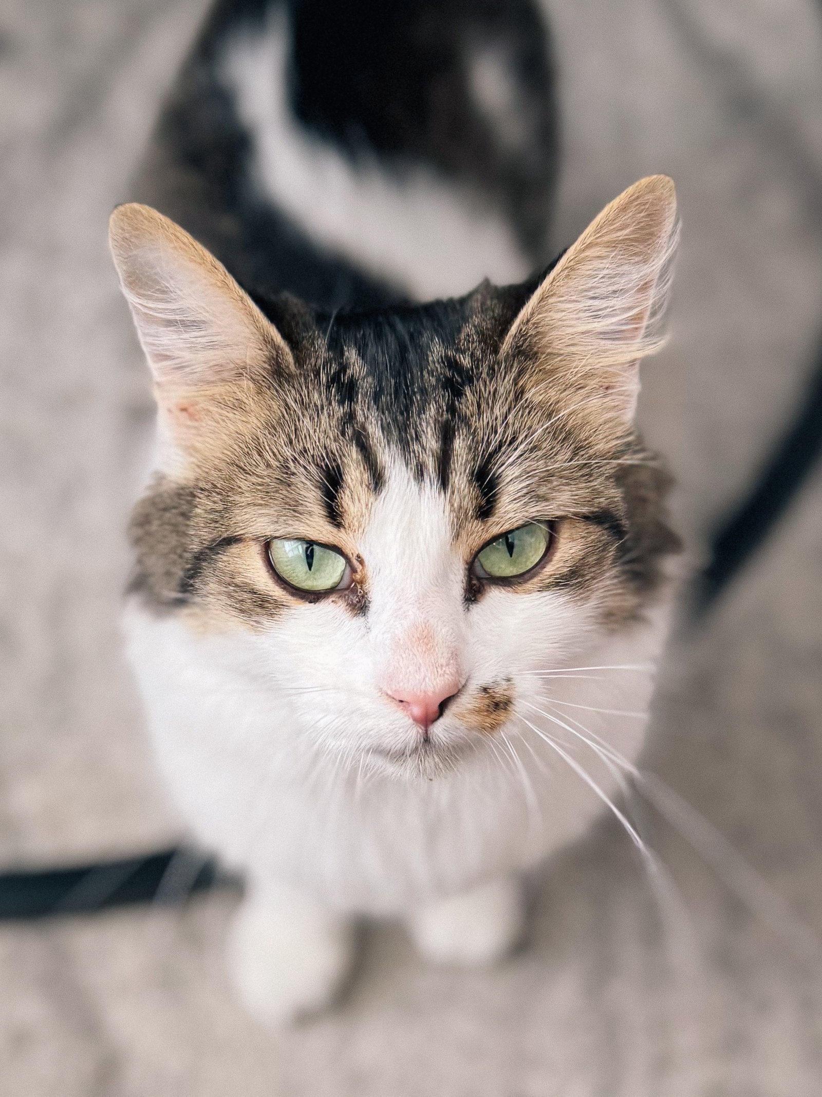 Ota (bonded w/ Rani)