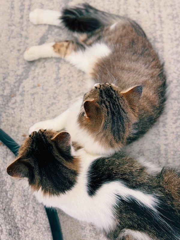 Ota (bonded w/ Rani)