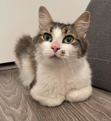 picture of the cat needing adoption