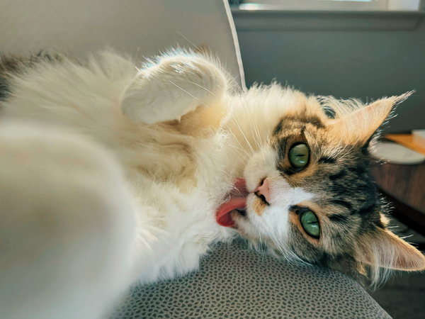 Rani (bonded w/ Ota)