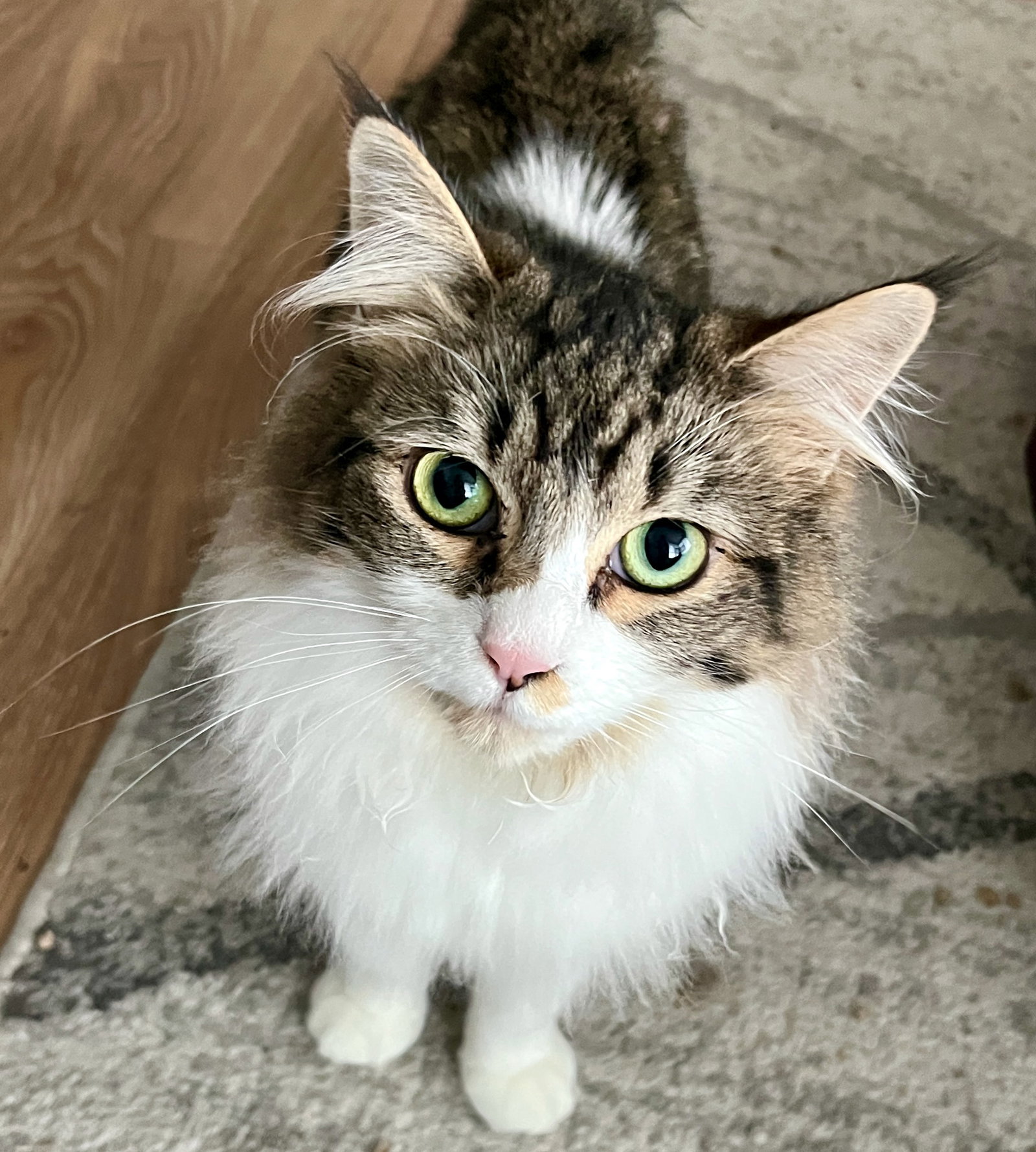 Rani (bonded w/ Ota)