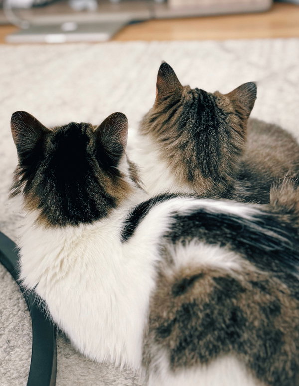 Rani (bonded w/ Ota)