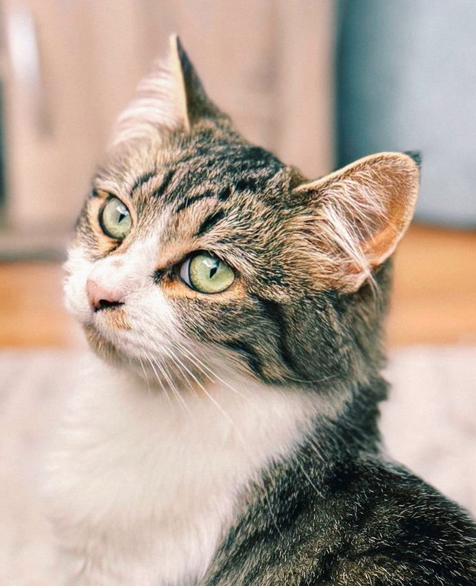 Rani (bonded w/ Ota)