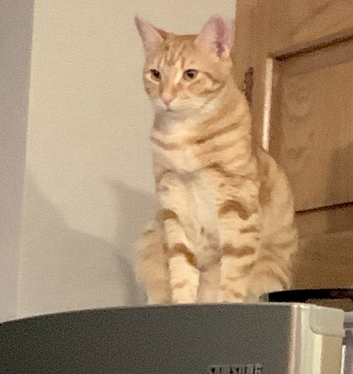 picture of the cat needing adoption