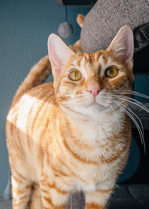 picture of the cat needing adoption