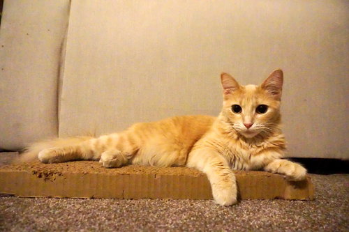 picture of the cat needing adoption