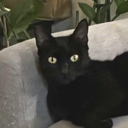 picture of the cat needing adoption
