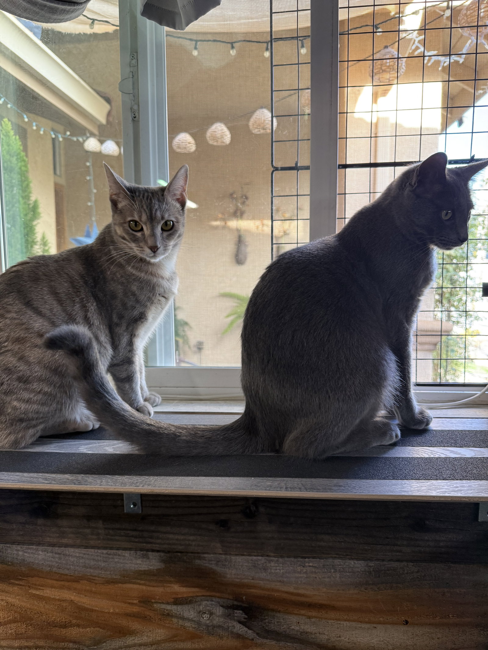 Hazel & Smokey (Courtesy Post)