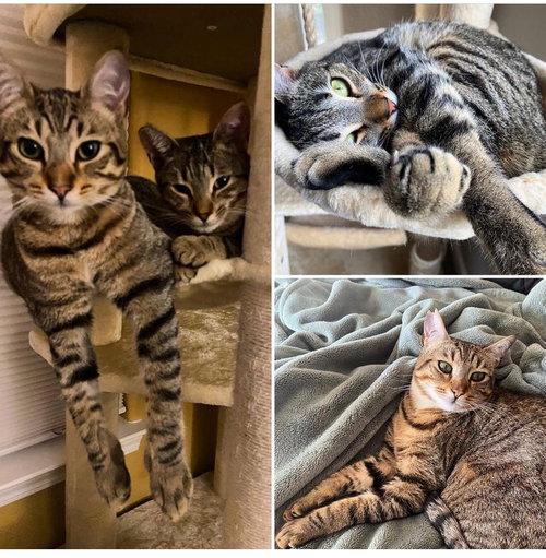 Abby & Maddie (Courtesy Post)