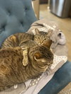 Abby & Maddie (Courtesy Post)