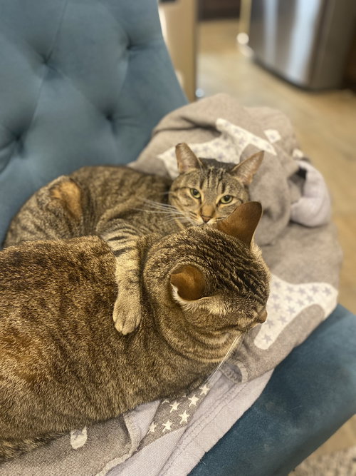 Photo of Abby & Maddie (Courtesy Post)