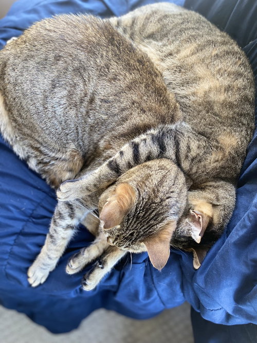 Photo of Abby & Maddie (Courtesy Post)