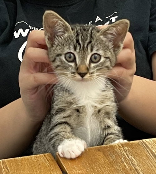 picture of the cat needing adoption