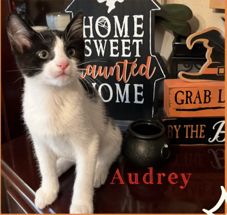 picture of the cat needing adoption