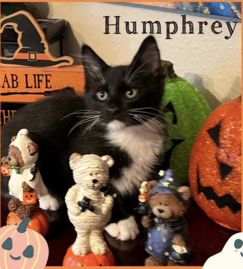 picture of the cat needing adoption