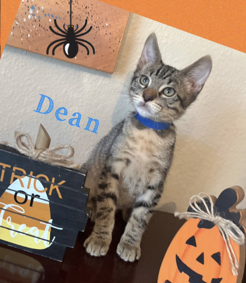 picture of the cat needing adoption