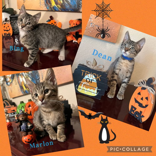 picture of the cat needing adoption