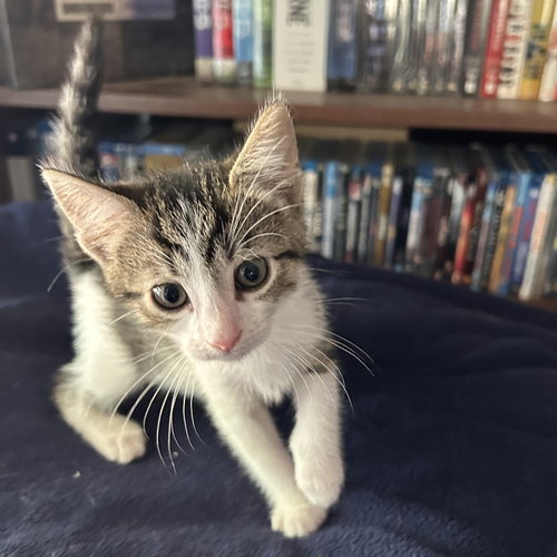 picture of the cat needing adoption