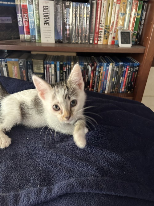 picture of the cat needing adoption