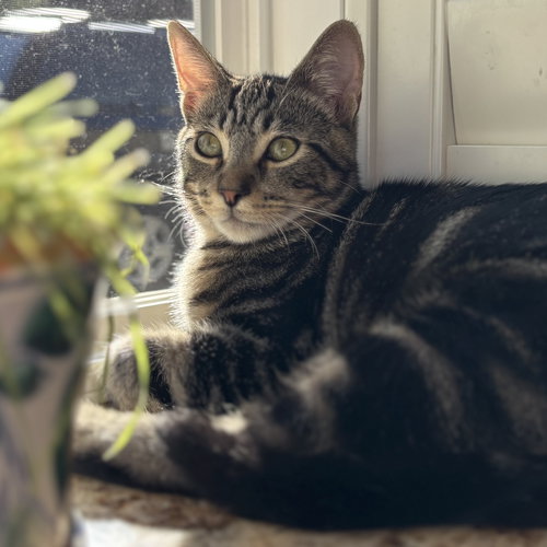 picture of the cat needing adoption