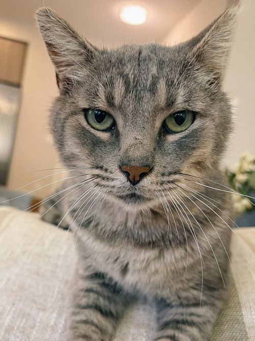 Rio, Adult Domestic Short Hair / Mixed (short coat), cat for adoption in Oakley, California