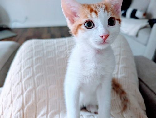 picture of the cat needing adoption