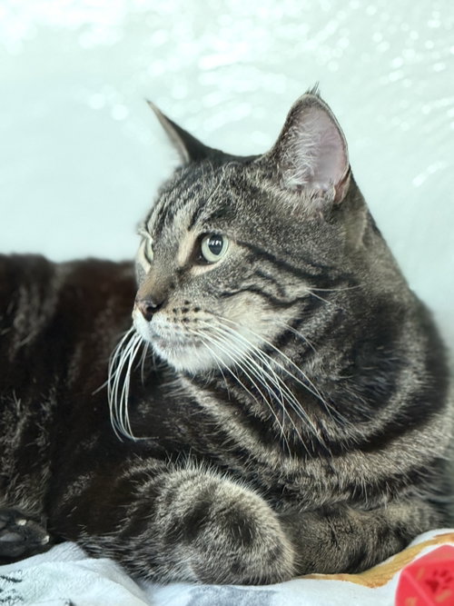 Gabby, Adult Domestic Short Hair / Mixed (short coat), cat for adoption in Cupertino, California