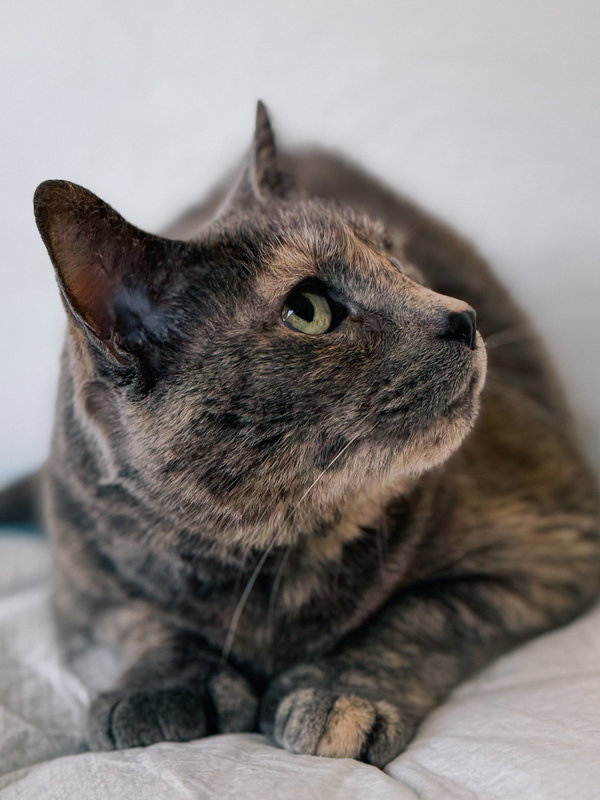 Gemma