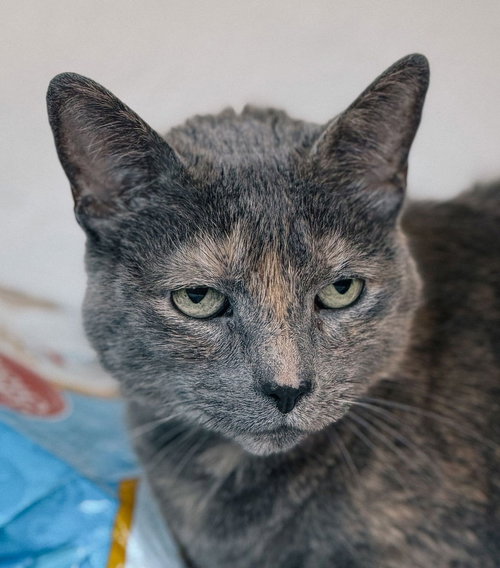 Gemma, an adoptable Domestic Short Hair in San Jose, CA