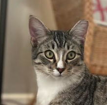 picture of the cat needing adoption
