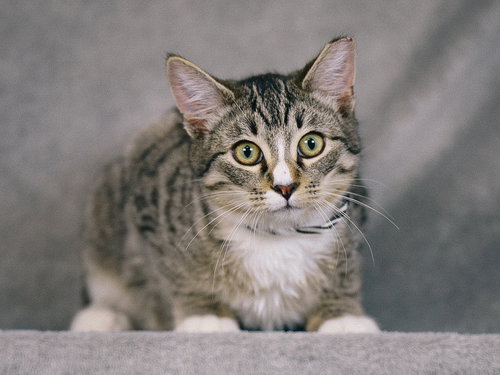 Marky Mark, Young Tabby / Mixed (short coat), cat for adoption in Oakley, California