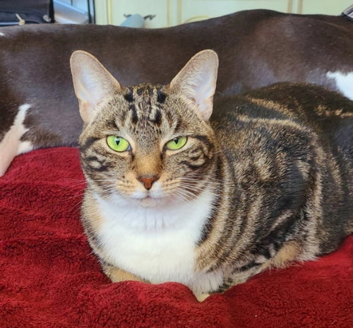 picture of the cat needing adoption