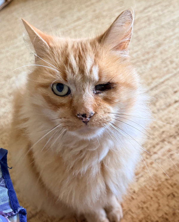 Maximus  (bonded with Akbar)