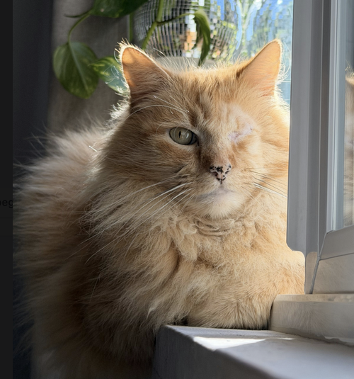 Maximus  (bonded with Akbar), Adult Domestic Long Hair / Mixed (short coat), cat for adoption in Cupertino, California