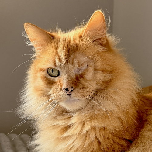 Maximus  (bonded with Akbar), Adult Domestic Long Hair / Mixed (short coat), cat for adoption in Oakley, California
