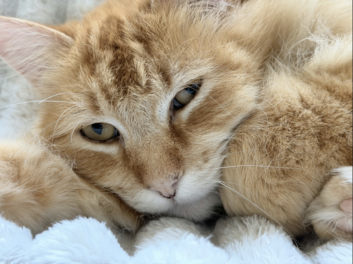 Akbar (bonded with Maximus), Adult Domestic Long Hair / Mixed (long coat), cat for adoption in Brentwood, California