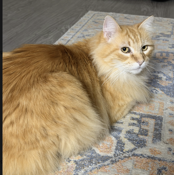 Akbar (bonded with Maximus)