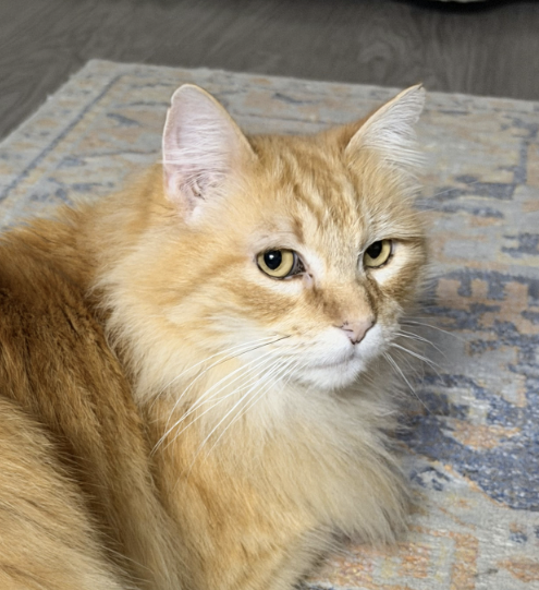 Akbar (bonded with Maximus)
