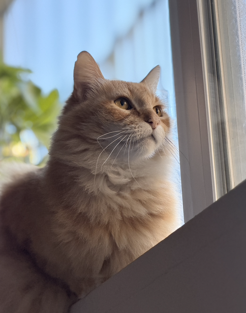 Akbar (bonded with Maximus), Adult Domestic Long Hair / Mixed (long coat), cat for adoption in Cupertino, California