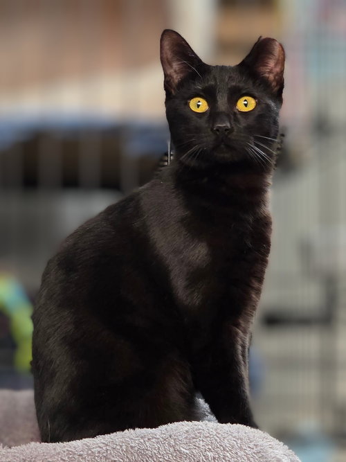 picture of the cat needing adoption